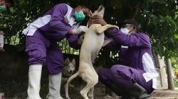 Layanan Vaksinasi Rabies untuk Hewan Peliharaan