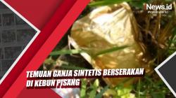 Video Warga Depok Temukan Ganja Sintetis Berserakan di Kebun Pisang