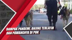 Video Dampak Pandemi, Anjing Terlatih dan Pawangnya di PHK