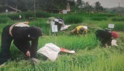 Unik dan Seru Agustusan di Garut, Lomba Nyabit Rumput Berhadiah Domba Indukan