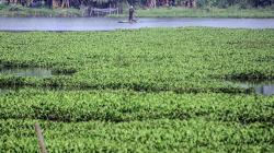 Situ Gunung Putri Dipenuhi Eceng Gondok, Salah Satu Penyebab Banjir
