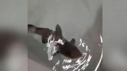 Ajaib, Bayi Hiu Ini Lahir Tanpa Ada Pembuahan dari Pejantan  