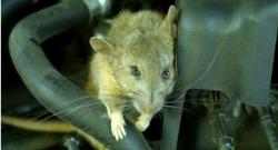 7 Cara Menghindari Mobil Jadi Sarang Tikus, Perhatikan Kebersihan dan Tempat Parkir 