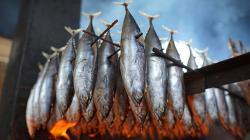 Melihat Proses Pembuatan Ikan Cakalang Asap
