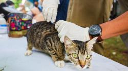 Vaksin Rabies Gratis untuk Hewan Peliharaan di Jakarta Selatan