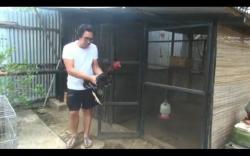 Pria Palembang Hasilkan Puluhan Juta Rupiah dari Budi Daya Ayam Shamo<