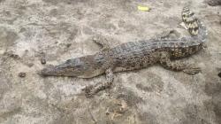 Buaya Muara Sepanjang 2 Meter Ditemukan di Jaring Nelayan Asahan<