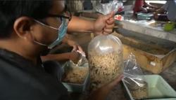 Pelaku Pariwisata Bali Banting Setir Budi Daya Maggot, Untung Jutaan Rupiah per Bulan