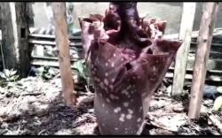  Bau Busuk Hebohkan Warga OKI, Ternyata Bunga Bangkai Tumbuh di Pekarangan 