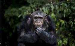 Selingkuh dengan Simpanse, Perempuan Ini Dilarang Liburan ke Kebun Binatang