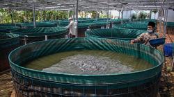 Budi Daya Ikan Lele Sistem Bioflok Hasil Swadaya Jemaah Masjid di Tangerang<