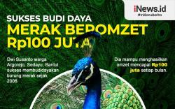 Infografis Sukses Budi Daya Merak Beromzet Rp100 Juta
