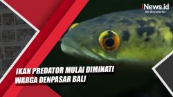 Video Ikan Predator Mulai Diminati Warga Denpasar Bali