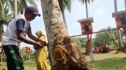 Ada Sekolah Tinggi Ilmu Beruk di Sumbar, Ajarkan Kera Ilmu Petik Kelapa