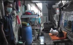  Pelihara Kelinci Impor, Pria Palembang Raup Jutaan Rupiah per Bulan di Tengah Pandemi <