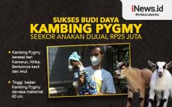 Infografis Warga Bantul Sukses Budi Daya Kambing Pygmy, Seekor Anakan Dijual Rp25 Juta