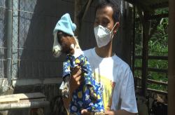 Pria Bantul Sukses Budi Daya Kambing Pygmy, Seekor Anakan Dijual Rp25 Juta 