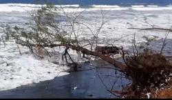Gelombang Tinggi dan Angin Kencang Terjang Pantai Kemiren Cilacap, Pohon Bertumbangan 
