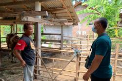 Kasus Pencurian Sapi dalam Kandang Gegerkan Warga Kulonprogo  