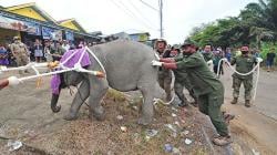 BKSDA Evakuasi Anak Gajah Korban Jerat Pemburu di Jambi
