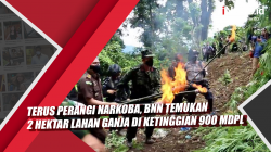 Video Terus Perangi Narkoba, BNN Temukan 2 Hektar Lahan Ganja di Ketinggian 900 Mdpl