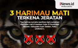 Infografis 3 Harimau Sumatra Mati Terkena Jeratan