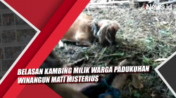 Video Belasan Kambing Milik Warga Padukuhan Winangun Mati Misterius