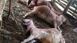 Belasan Kambing Milik Warga Gunungkidul Diserang Hewan Buas, Jeroan Hilang<