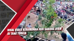 Video Kerumunan Judi Sabung Ayam di Tana Toraja, Viral