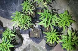 Ditutup Tanaman Ubi, Ladang Ganja di Lombok Barat Dibongkar Polisi
