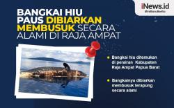 Infografis Bangkai Hiu Paus Dibiarkan Membusuk secara Alami di Raja Ampat