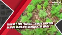 Video Petugas Temukan 2 Hektare Ladang Ganja di Perbukitan Tor Sihite  