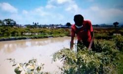 Tak Laku Dijual, Cabai Rawit Digunakan Petani di Purbalingga untuk Pakan Ikan