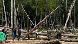 Tim Gabungan Jaga Hutan Bakau dari Ancaman Tambang Liar