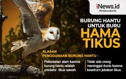 Infografis Burung Hantu Jadi Cara Alami untuk Buru Hama Tikus