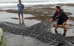 Dalam Dua Bulan, 4 Hiu Tutul Terdampar di Pantai Selatan Pangandaran, 1 Ekor Mati