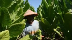 Kementan Nilai Kebijakan Kemasan Rokok Polos bakal Ancam Petani Tembakau<
