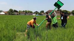 Tanggulangi Hama Tikus, Petani di Sragen Pasang Rumah Burung Hantu 