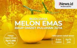 Infografis Budi Daya Melon Emas Hasilkan Omzet Jutaan Rupiah
