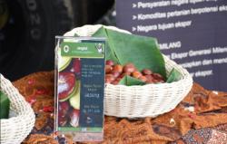 Jengkol dan Petai Asal Provinsi Ini Diekspor Perdana ke Jepang