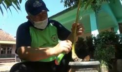 Dari Hobi, Pria di Tuban Kini Menangguk Rupiah dari Bonsai Kelapa 