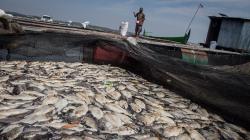 Ribuan Ikan Mati Mendadak di Waduk Kedung Ombo