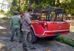 Kasus Harimau Terkam Remaja, BBKSDA Riau Pasang Box Trap di Siak<