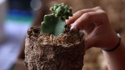 Membuat Pot Bunga Cantik Berbahan Limbah Pelepah Pisang