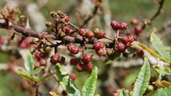 Sumut Kembali Ekspor Andaliman ke Jerman, Naik Lebih dari 2 Kali Lipat