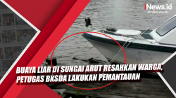 Video Buaya Liar di Sungai Arut Resahkan Warga, Petugas BKSDA Lakukan Pemantauan