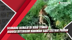 Video Seorang Remaja di Riau Tewas Diduga Diterkam Harimau saat Listrik Padam<