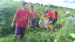 Konflik Harimau dan Manusia di Riau, 3 Bulan Terjadi 3 Serangan, 2 Orang Tewas<