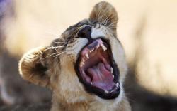  Sayang Anak, Perempuan Ini Selamatkan Putranya dari Mulut Singa dengan Tangan Kosong 