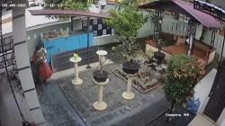 Terekam CCTV, Pencuri di Medan Masukkan Aglonema Senilai Rp60 Juta ke Plastik